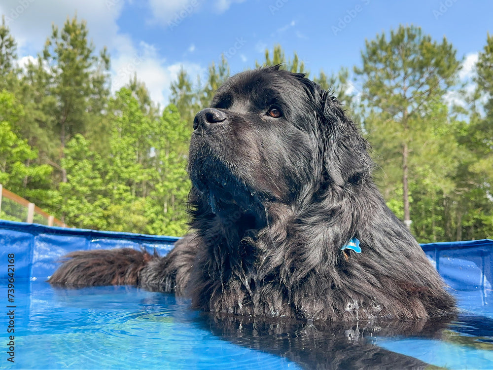 Pool Days Are Better with Your Best Friend