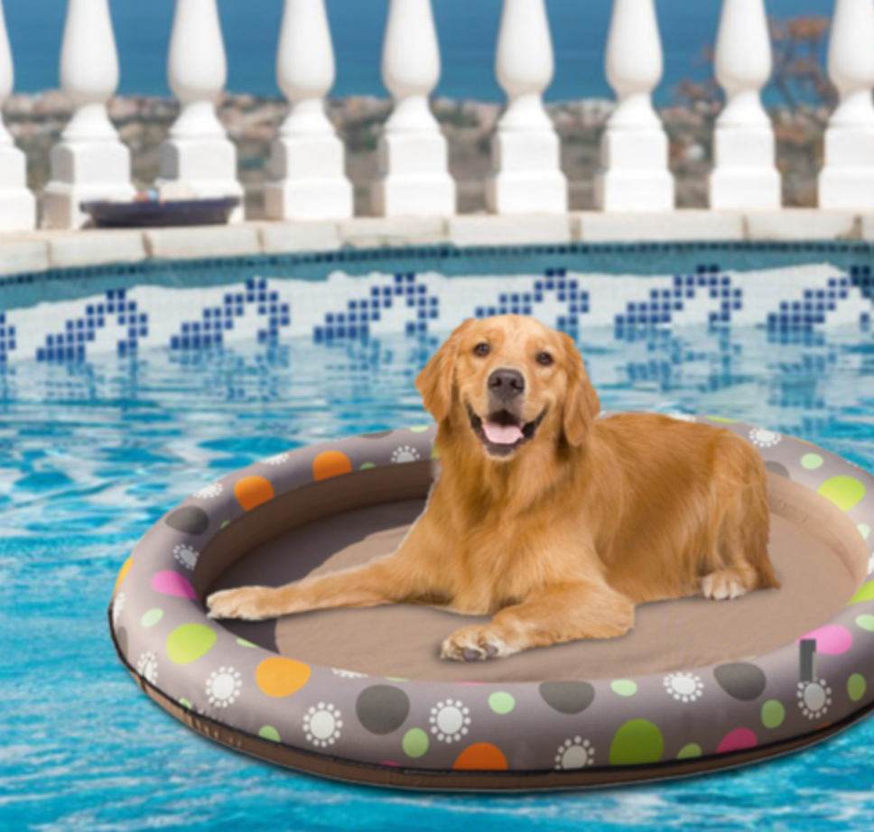 Pets and Pool Life