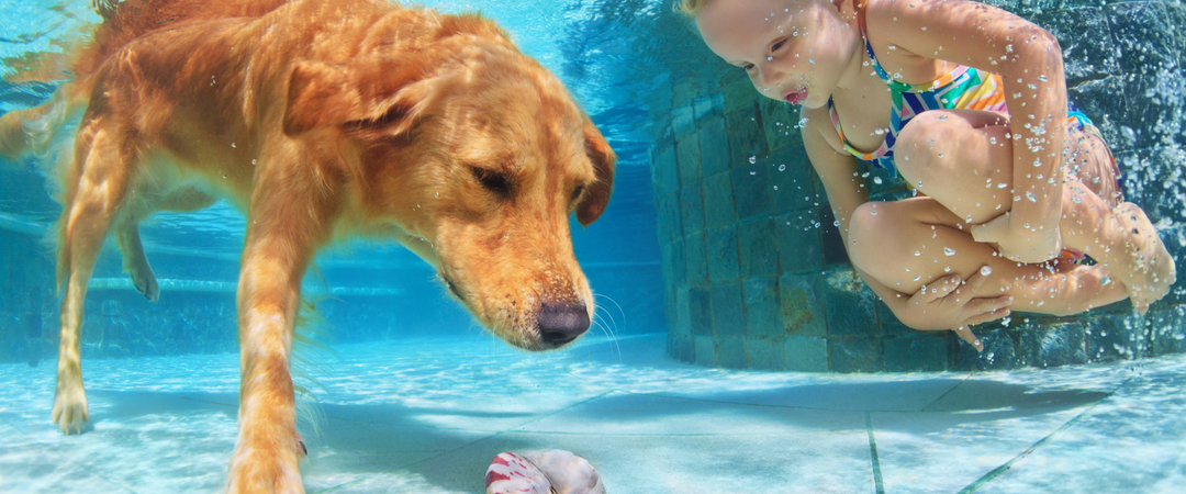 Paws and Pool Life