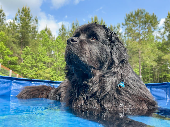 Durable Dog Pool Toy – Tough Floating Chew for Summer Play